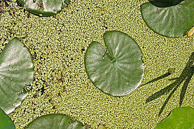 《守望先锋》卡西迪新活动预热 11月10日上线
