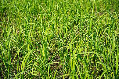 EA 2025财年财报 新《战地》确认于2026年4月前发售